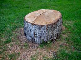 Best Commercial Tree Services  in Hutchins, TX