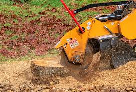 Best Tree Preservation Services  in Hutchins, TX