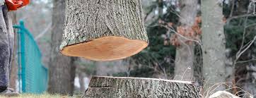Best Tree and Shrub Care  in Hutchins, TX