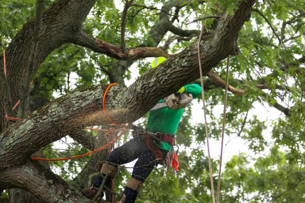 Best Lawn Irrigation Installation and Maintenance  in Hutchins, TX