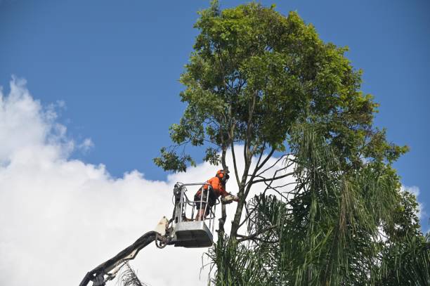 Best Leaf Removal  in Hutchins, TX