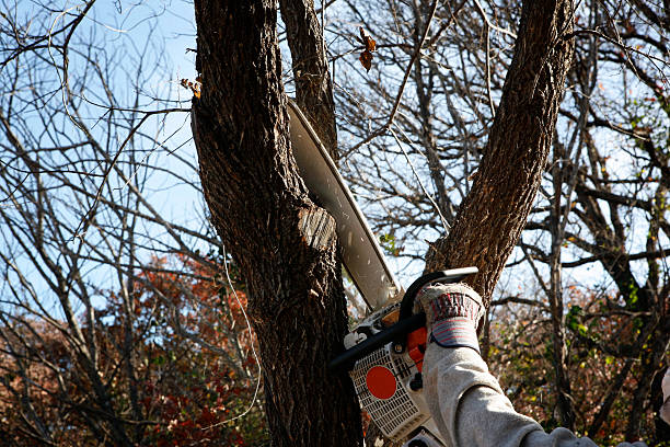 Best Tree Risk Assessment  in Hutchins, TX